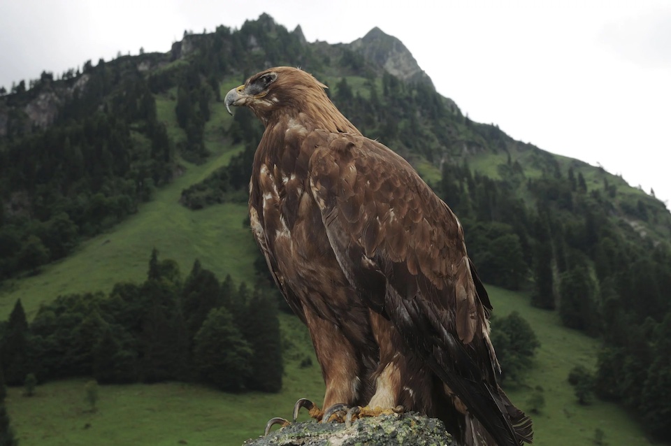 Ein besonders Highlight in der Natur: eine Adlerwanderung in Bad Hindelang