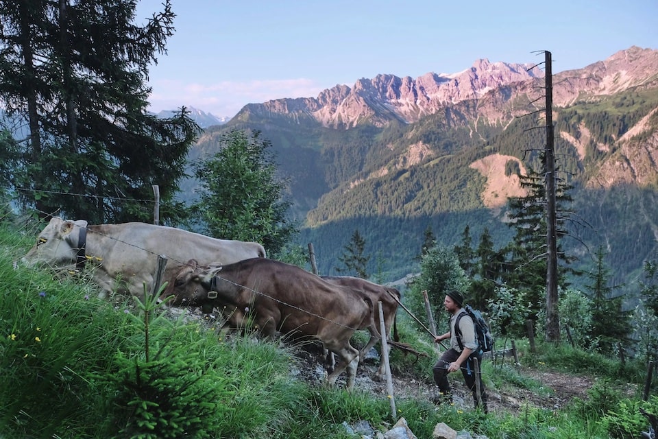 Almauftrieb in Bad Hindelang im Allgäu