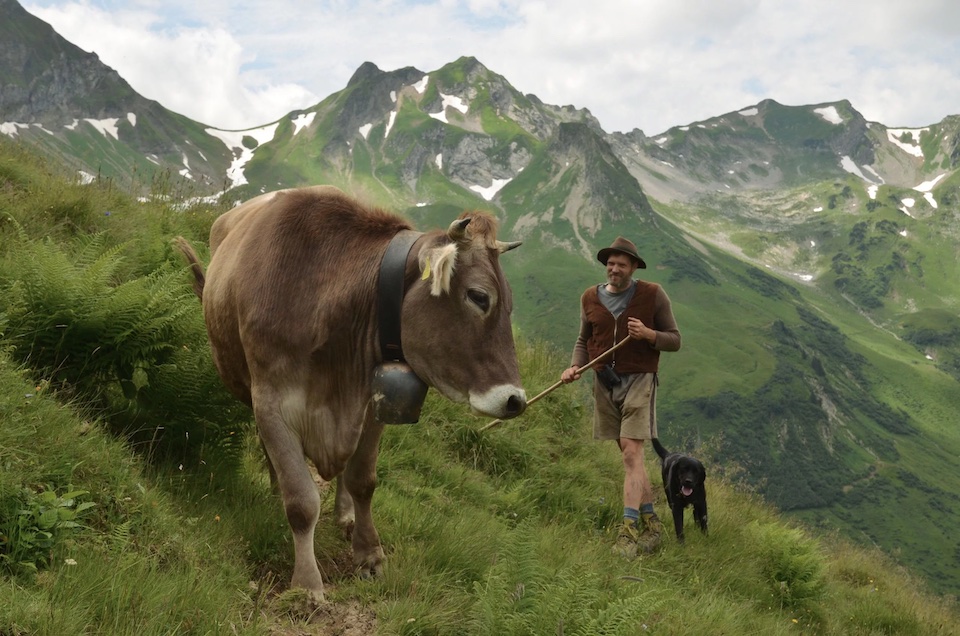 Kühe auf den Weiden: Alpwirtschaft in Bad Hindelang live erleben