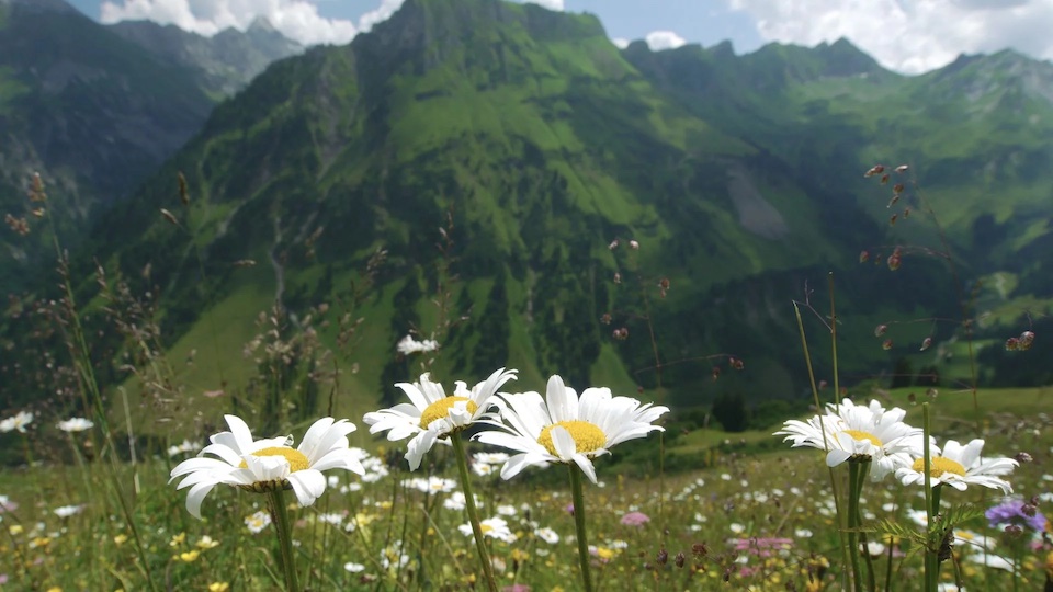 Blumenwiesen im Frühling so weit das Auge reicht rund um Bad Hindelang