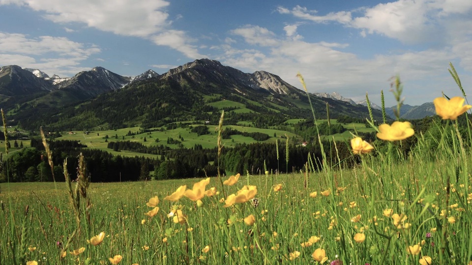 Blumenwiesen rund um Bad Hindelang beim Wandern gehen entdecken