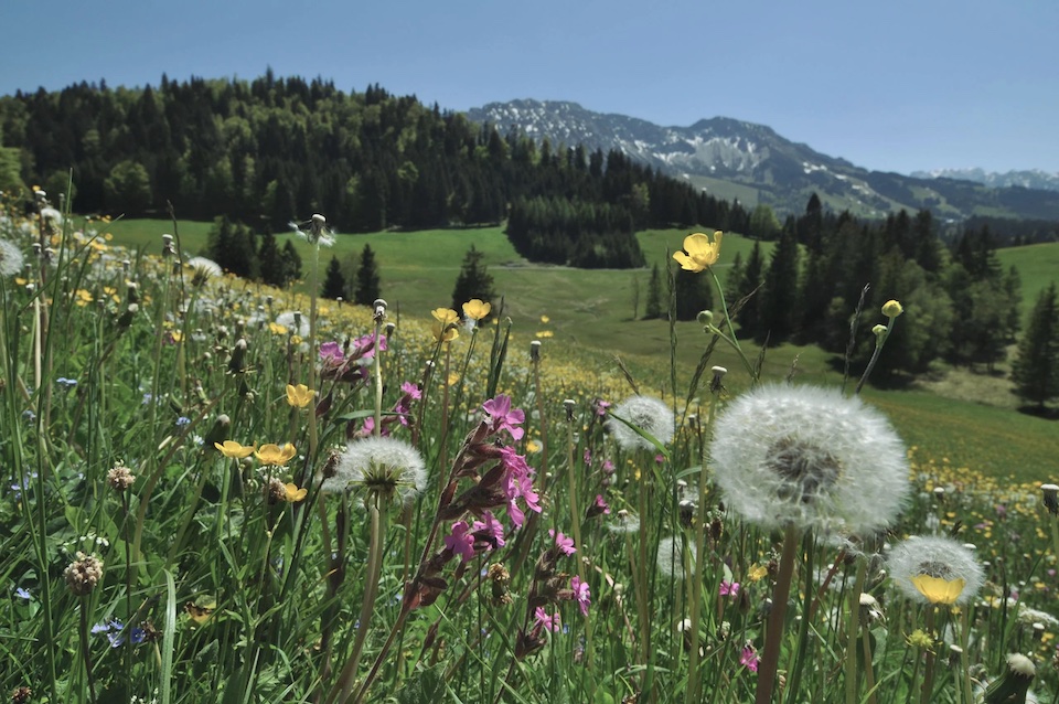 Blumenwiesen in Unterjoch Bad Hindelang