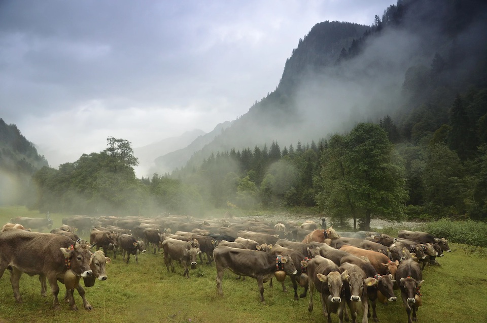 Viehscheid: Das Highlight Event in Bad Hindelang